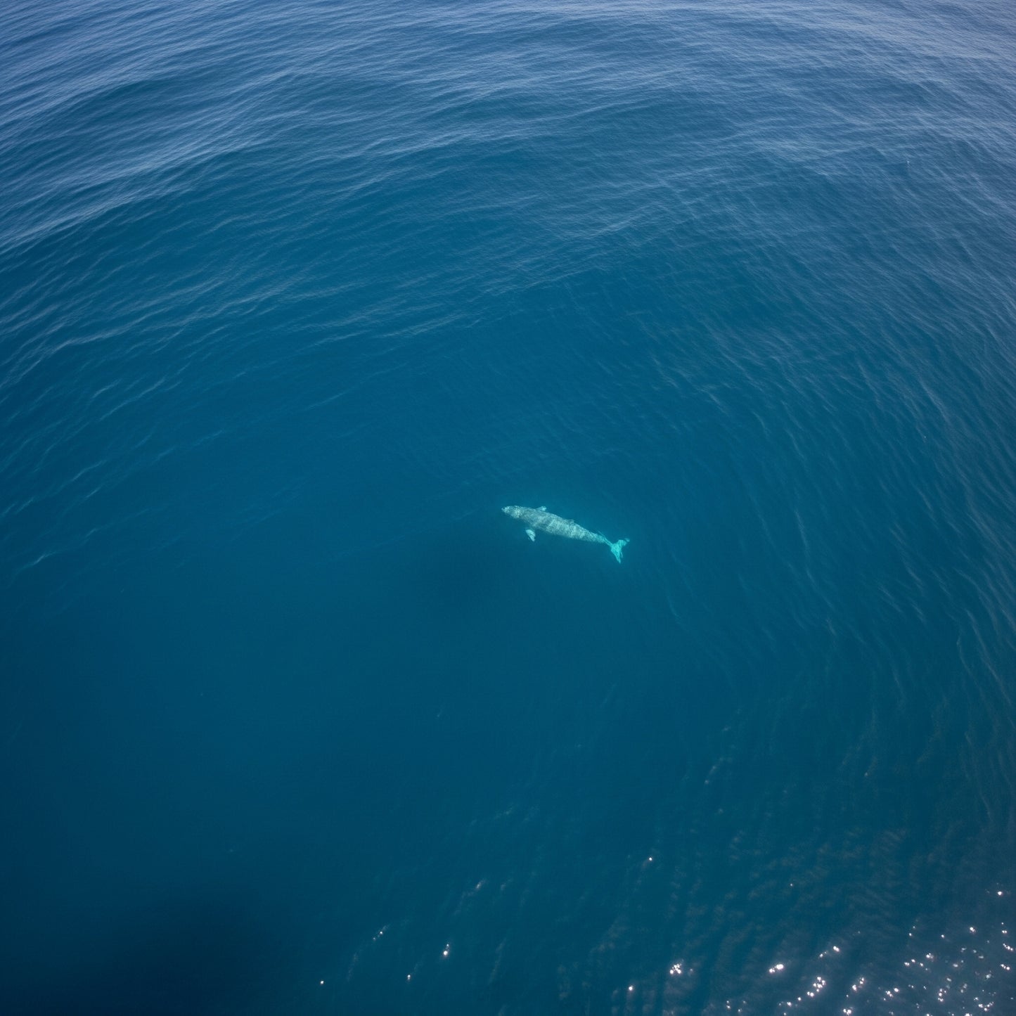 Vaquita