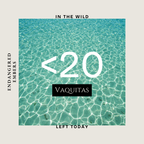 Vaquita