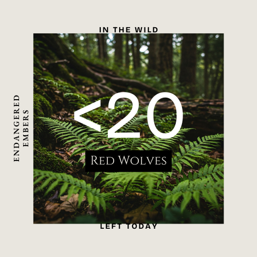 Red Wolf